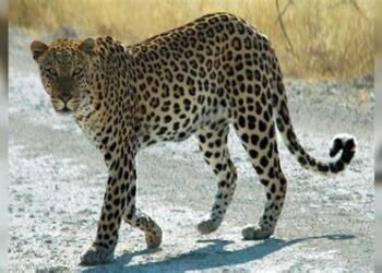 Leopard Spotted in Sainik Farms Delhi: A Rare and Scary Sight, Must Know Fact for Delhi People