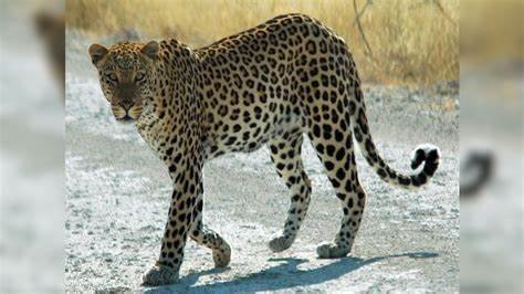 Leopard Spotted in Sainik Farms Delhi: A Rare and Scary Sight, Must Know Fact for Delhi People 1 India CSR