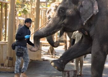 CSR Reliance Foundation Unveils Vantara India's First Holistic Animal Welfare Programme