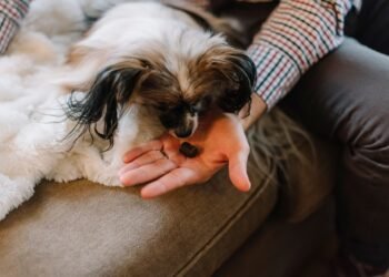 CBD for Dogs: 7 Factors to Consider Before Buying
