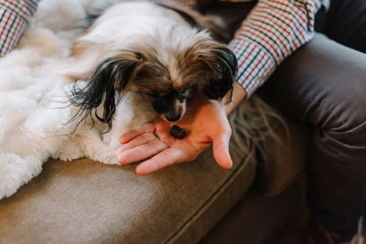CBD for Dogs: 7 Factors to Consider Before Buying 1 CBD for Dogs: 7 Factors to Consider Before Buying