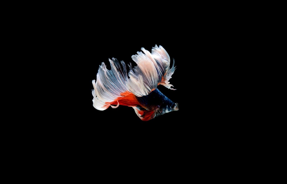 Can You Really Eat Goldfish? Unveiling the Truth Behind This Quirky Culinary Trend 1 Goldfish