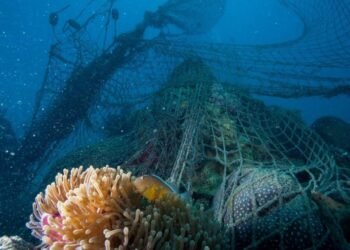 Novotel Joins Forces with WWF to Safeguard Our Oceans