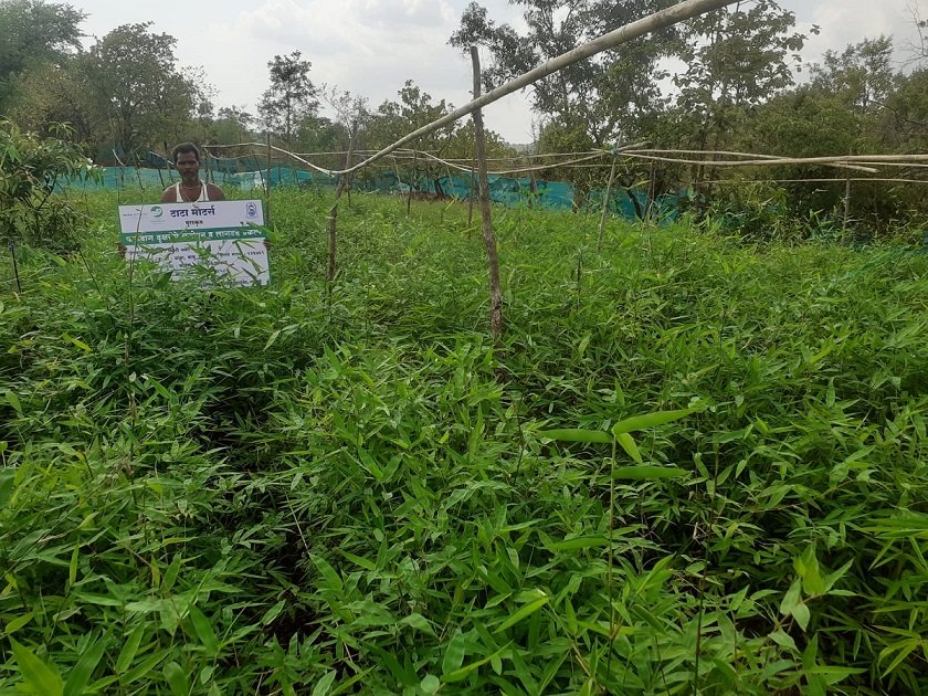 CSR: Tata Motors Plants Over 1 Million Trees, Enhances Green Cover in Maharashtra’s Tribal Areas 2 CSR: Tata Motors Plants Over 1 Million Trees, Enhances Green Cover in Maharashtra’s Tribal Areas