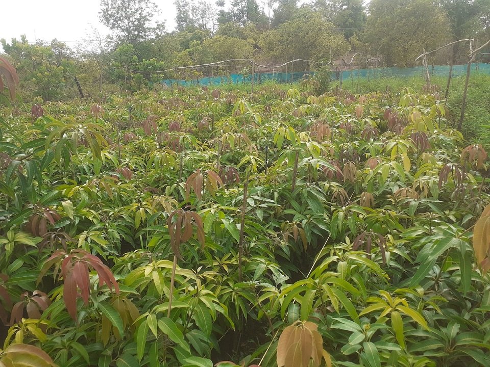 CSR: Tata Motors Plants Over 1 Million Trees, Enhances Green Cover in Maharashtra’s Tribal Areas 3 CSR: Tata Motors Plants Over 1 Million Trees, Enhances Green Cover in Maharashtra’s Tribal Areas