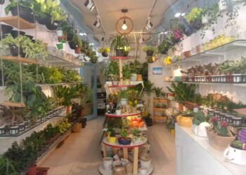 Best Plant Selling Websites in India