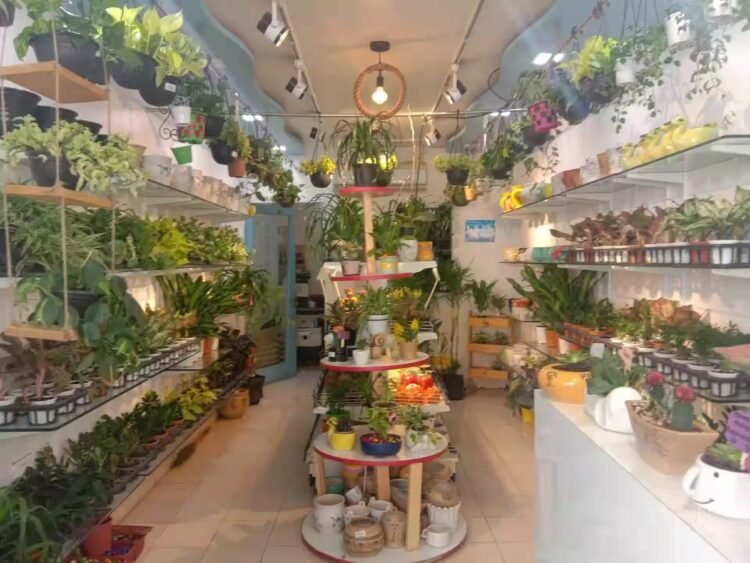 Best Plant Selling Websites in India