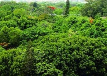 Chhattisgarh Government Greenlights Forest Land for Coal Supply to Rajasthan Power Plants