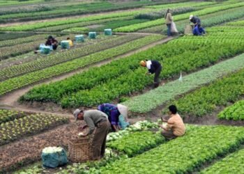 Which Sector Is The Backbone Of the Indian Economy?