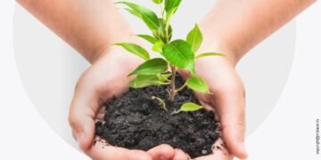 Tree Plantation