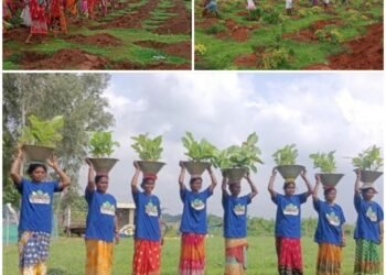 CSR Hamilton Housewares Plants 25,000 Trees to Restore Elephant Habitats and Support Communities