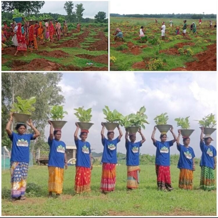 CSR: Hamilton Housewares Plants 25,000 Trees to Restore Elephant Habitats and Support Communities 1 CSR Hamilton Housewares Plants 25,000 Trees to Restore Elephant Habitats and Support Communities