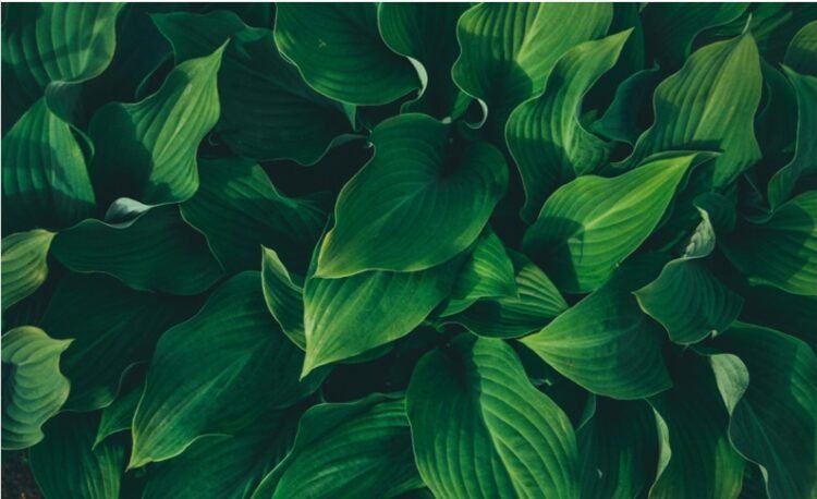 Image Copyright: India CSR