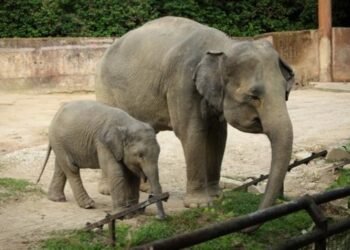 America: Elephants in Captivity: Legal Rights and a Fight for Freedom