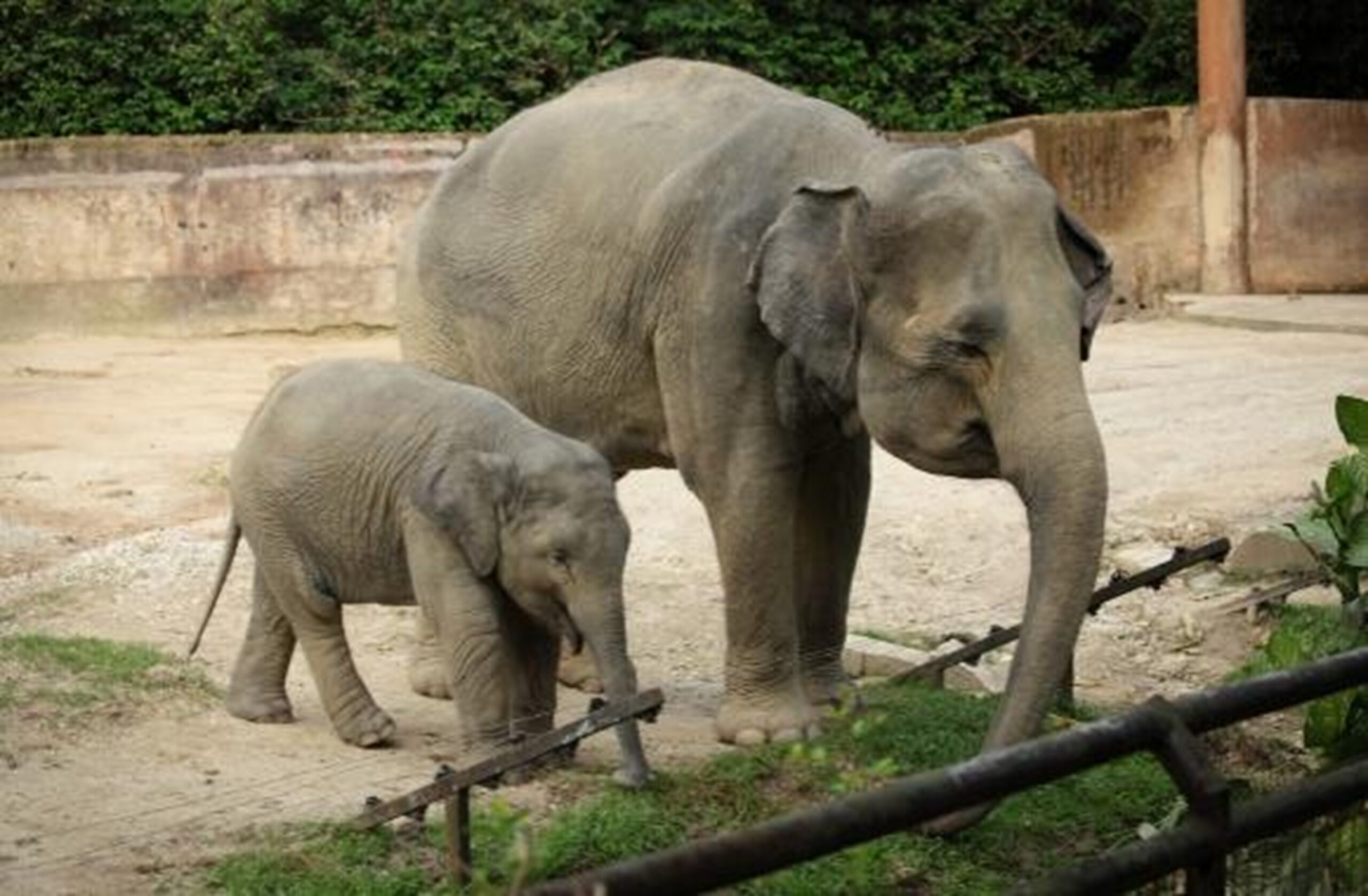 America: Elephants in Captivity: Legal Rights and a Fight for Freedom