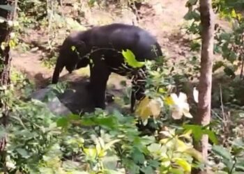 Chhattisgarh Elephant Calf Injured in Suspected Bomb Blast at Udanti Sitanadi Tiger Reserve
