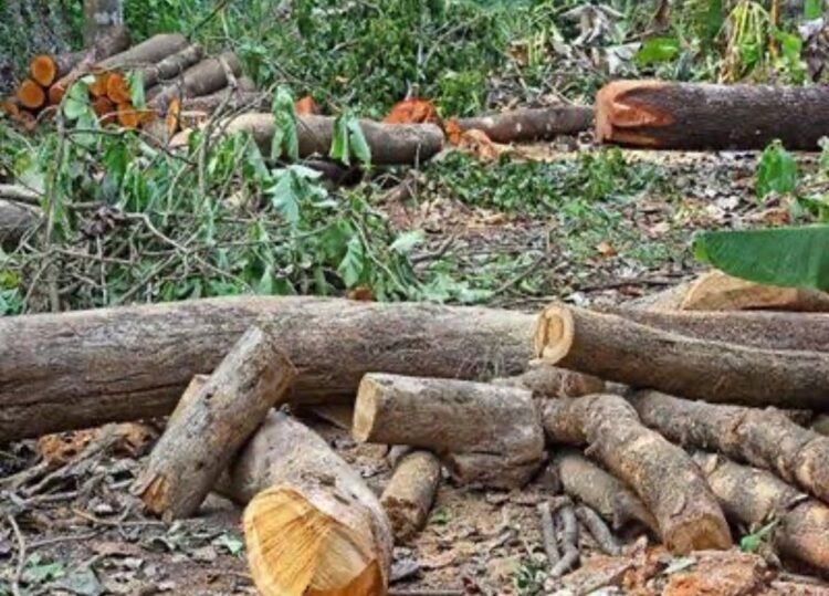 Noida Tree-Cutting