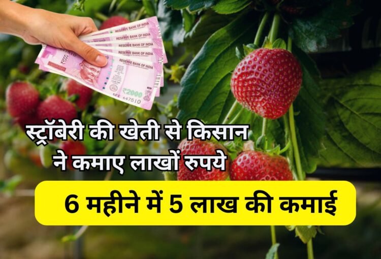 Farmer Success Story:स्ट्रॉबेरी की खेती से लखपति बना किसान, 6 महीने में 5 लाख की कमाई