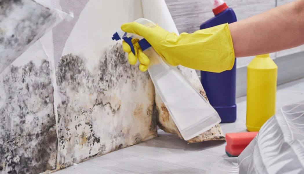 11 Best Ways to Control Post-Monsoon Dampness in Homes 1 11 Best Ways to Control Post-Monsoon Dampness in Homes
