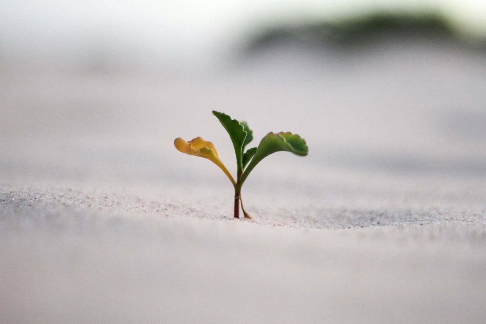 How are India's big companies adopting green initiatives? 1 How are India's big companies adopting green initiatives?