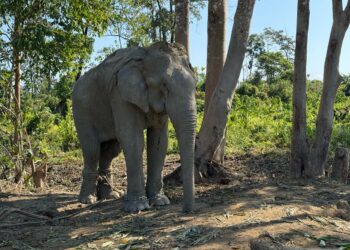 Vantara to Offer Chain-Free Haven for 20 Rescued Elephants