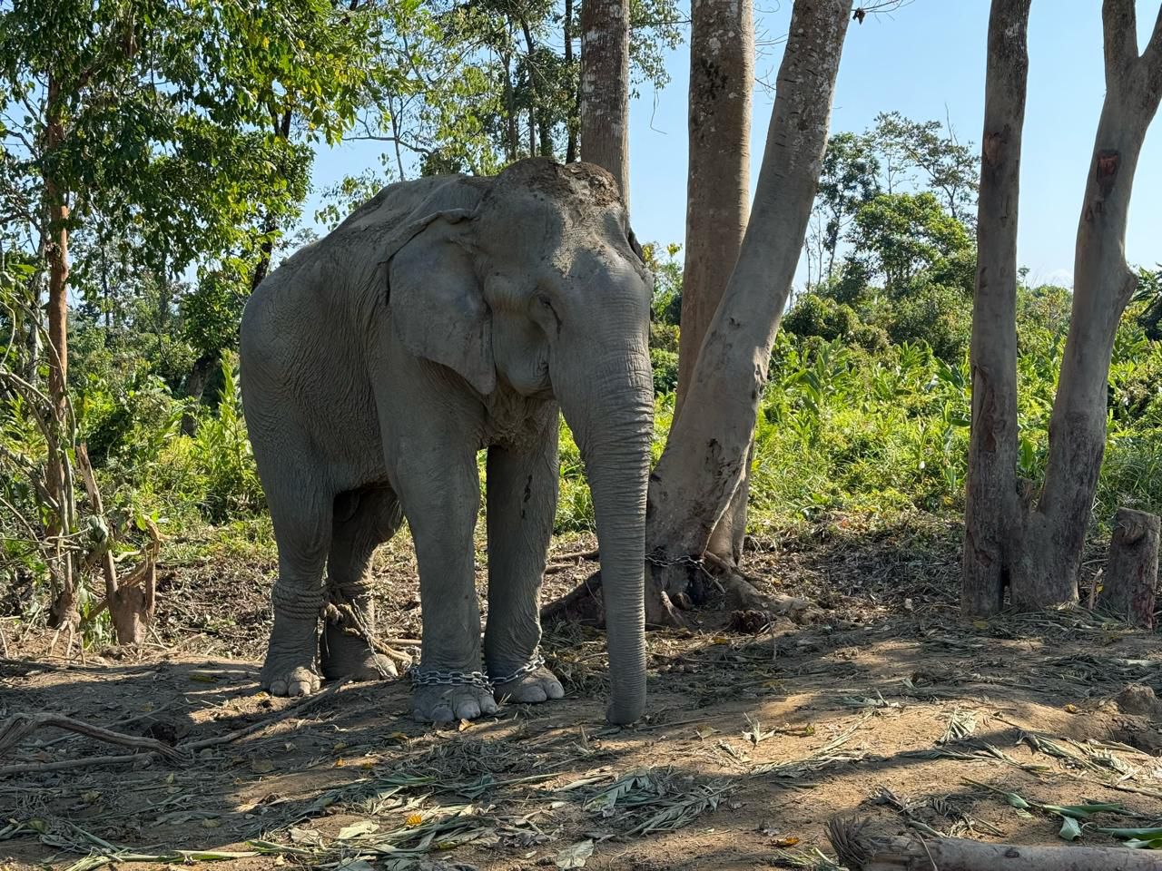 Vantara to Offer Chain-Free Haven for 20 Rescued Elephants 1 India CSR