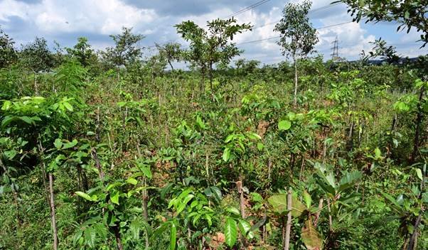 CSR: Puravankara Commits to Planting 1 Million Trees Under 1t.org Movement 1 Photo: A Miyawaki Forest at Bhoothanahalli, Bengaluru, planted as part of Puravankara's CSR efforts