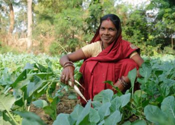 CSR in Chhattisgarh: Ambuja Cements Empowers Rural Women Entrepreneurs Through ‘Lakhpati Didi’ Initiative