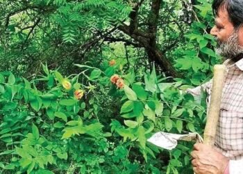 The Man Who Turned His Ancestral Land Into a Thriving Forest: The Inspiring Story of Dusharla Satyanarayana