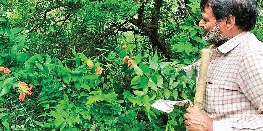The Man Who Turned His Ancestral Land Into a Thriving Forest: The Inspiring Story of Dusharla Satyanarayana