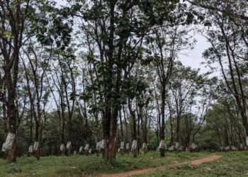 Environmental and Agricultural Impact of Sabarimala Greenfield Airport: 3.4 Lakh Trees are Set to be Cut Down