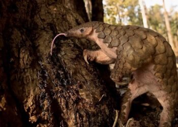 Indian Social Enterprise Helps Protect Indonesia’s Pangolins