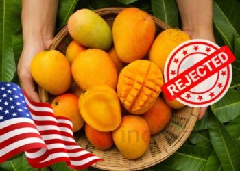 Why 15 Mango Shipments from India Were Rejected by the US, Causing Rs 4.2 Cr Loss to Exporters