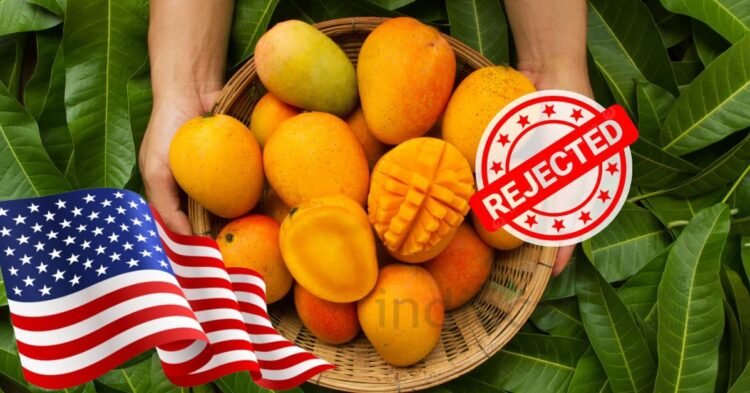 Why 15 Mango Shipments from India Were Rejected by the US, Causing Rs 4.2 Cr Loss to Exporters 1 Why 15 Mango Shipments from India Were Rejected by the US, Causing Rs 4.2 Cr Loss to Exporters