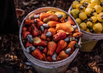 Cashew Feni: Goa’s Iconic Spirit at the Cashew & Coconut Festival 