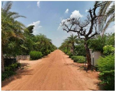 A Forest Flourishes: The Miyawaki Method and Its Impact on Urban Life in Hyderabad