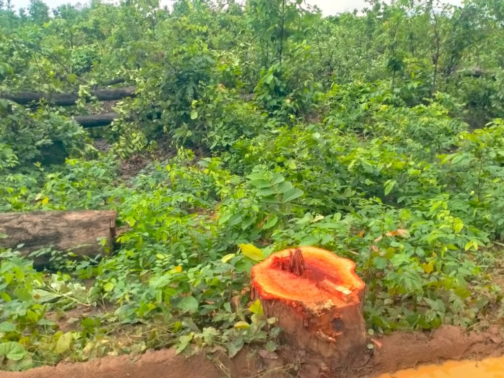 Chhattisgarh: Adani Coal Mining Sparks Deforestation Crisis in Raigarh, Protests and Arrests Follow 4 India CSR