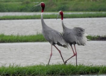 UPL Reaffirms Biodiversity Commitment with 10th Annual Sarus Crane Count