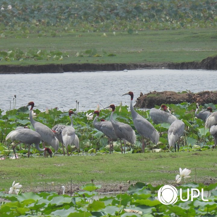 UPL Reaffirms Biodiversity Commitment with 10th Annual Sarus Crane Count 2 India CSR