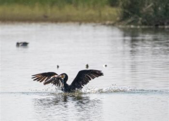 Hindustan Zinc Doubles Up Ecological Reclamation with TERI to 13 hectares