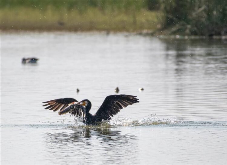 Hindustan Zinc Doubles Up Ecological Reclamation with TERI to 13 hectares