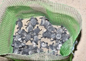 CSR: Marico Supports Release of 33,400 Olive Ridley Turtles