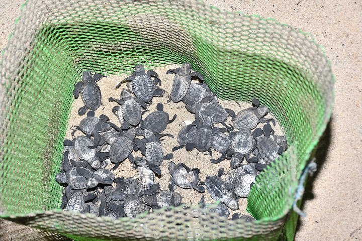 CSR: Marico Supports Release of 33,400 Olive Ridley Turtles
