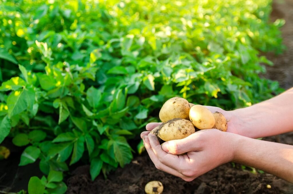 Cropin Wins €700K AI Deal to Boost Potato Farming in Europe 3 Cropin Wins €700K AI Deal to Boost Potato Farming in Europe