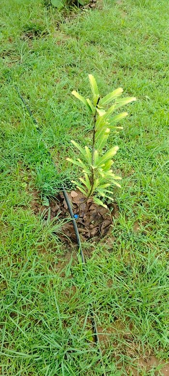 Standard Chartered, Haritika to Plant 1M Trees with Army 2 Standard Chartered, Haritika to Plant 1M Trees with Army