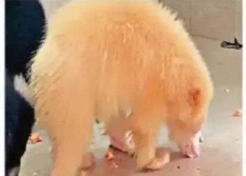 Chhattisgarh Demands Return of Wildlife from Ambani’s Vantara