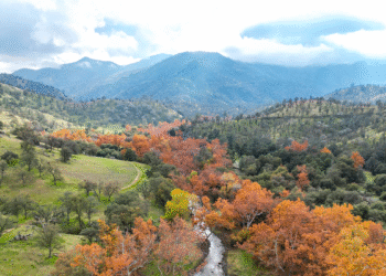 Gualala River Forest in Mendocino County