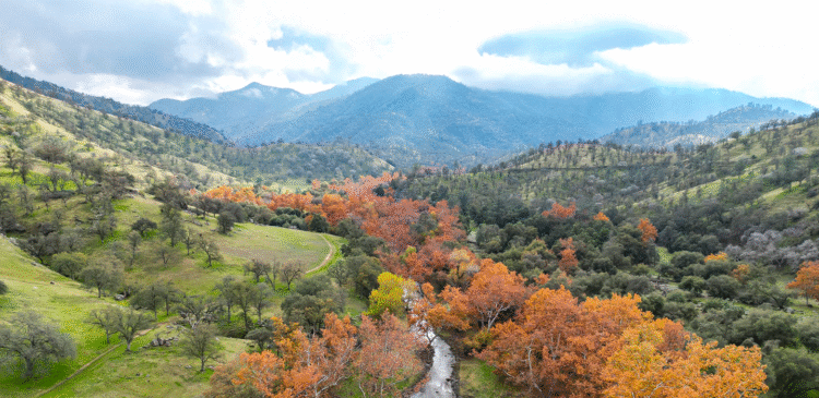 Gualala River Forest in Mendocino County