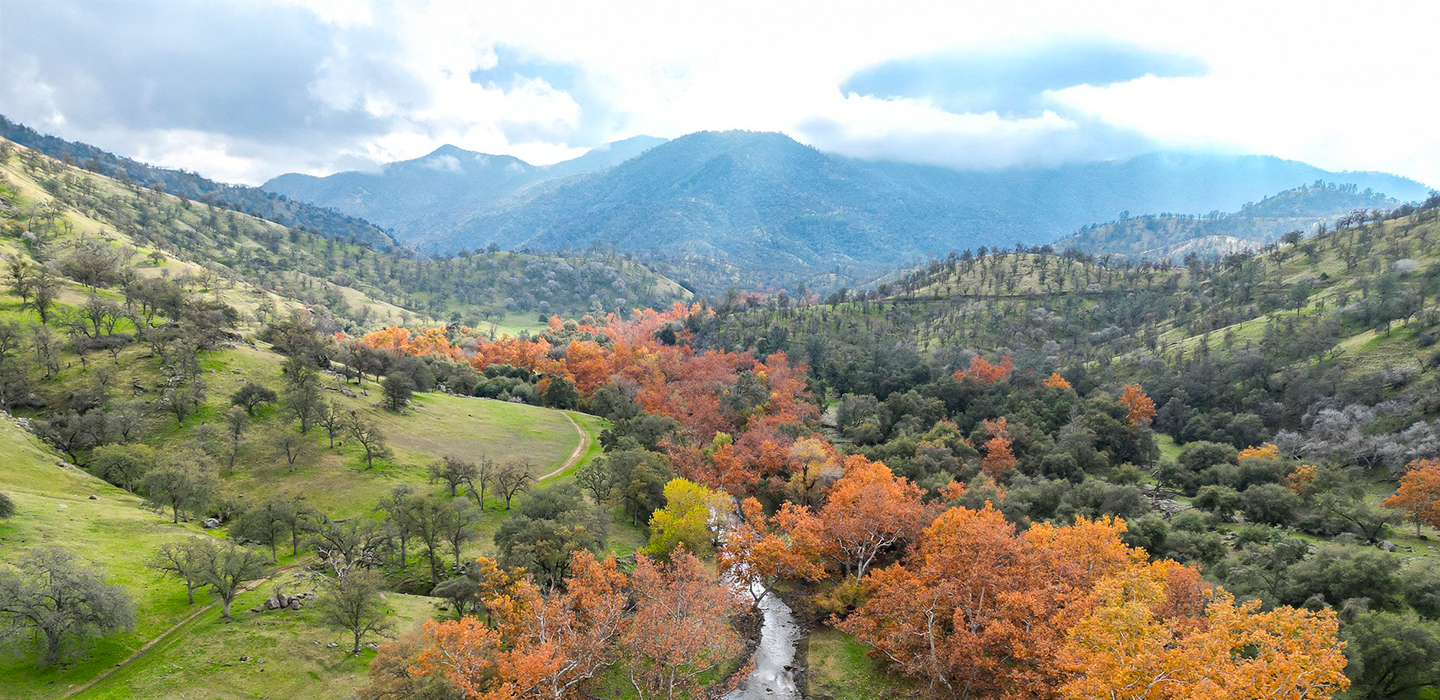 Gualala River Forest in Mendocino County