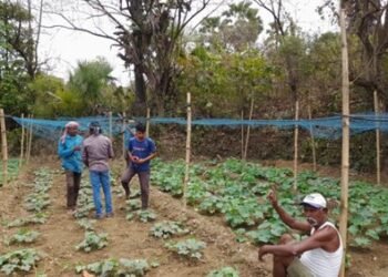 Adani Foundation Promotes Sustainable Vegetable Farming in Samlapur